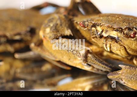 pinces à crabe en purée délicieuses pincettes de fruits de mer Banque D'Images