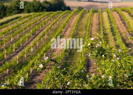 Vignoble de printemps près de Cejkovice, Moravie du Sud, République tchèque Banque D'Images