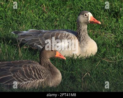 Oie hybride en arrière-plan, un hybride entre l'oie graylag et l'oie cygne. Photo dans le Soest Börde, Rhénanie-du-Nord-Westphalie, Allemagne. Banque D'Images