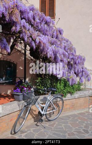 Vélo à côté des branches de la glycine pourpre sur la rue de la ville italienne de Pienza. Banque D'Images