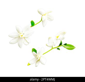 Fleurs de vanille sur fond blanc. La vanille est une épice dérivée d'orchidées du genre Vanilla, principalement obtenue à partir de gousses de l'espèce mexicaine Banque D'Images