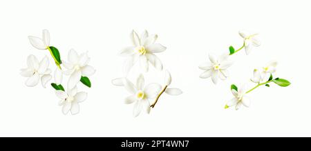 La vanille est une épice dérivée d'orchidées du genre Vanilla, principalement obtenue à partir de gousses de l'espèce mexicaine, vanille à feuilles plates (V. planifolia) Banque D'Images