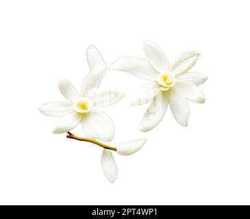 Fleurs de vanille sur fond blanc. La vanille est une épice dérivée d'orchidées du genre Vanilla, principalement obtenue à partir de gousses de l'espèce mexicaine Banque D'Images