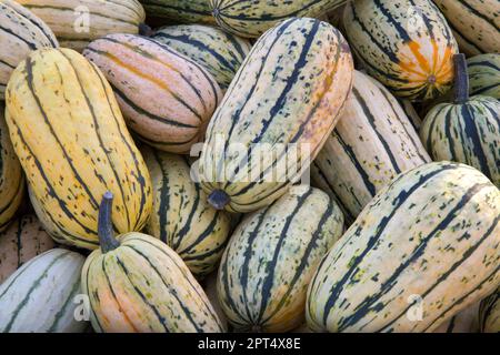 variétés de courges d'hiver delicata récolte biologique marché agricole Banque D'Images