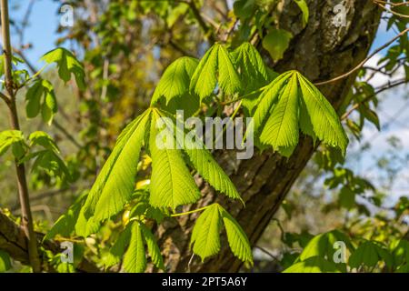 Cheval Chestnut, branches, candélabres, fleurs blanches, bougies blanches, bourgeons de feuilles, gras et collants, fruits verts piquants, conkers brun brillant, graines, fractionner. Banque D'Images