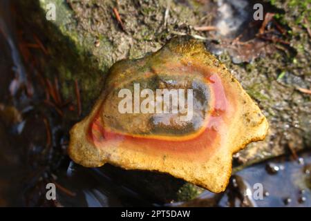 Pierres humides d'un ruisseau avec un motif concentrique-zonal - Liesegang anneaux Banque D'Images