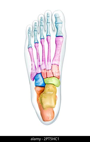 Vue supérieure ou dorsale des os du pied marquée de couleurs avec l'illustration de rendu corps 3D isolée sur blanc avec espace de copie. Squelette ou skelet humain Banque D'Images