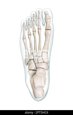 Vue supérieure ou dorsale des os du pied avec contours du corps 3D illustration de rendu isolée sur blanc avec espace de copie. Squelette humain ou système squelettique a Banque D'Images