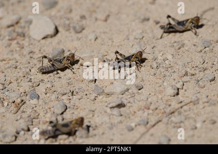 Nymphes du criquet marocain Dociostaurus maroccanus. Cruz de Pajonales. Réserve naturelle intégrale de l'Inagua. Tejeda. Grande Canarie. Îles Canaries. Espagne. Banque D'Images