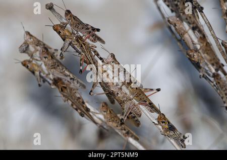 Criquets marocains Dociostaurus maroccanus. Adultes et nymphe en bas. Pajonales. Réserve d'Inagua. Tejeda. Grande Canarie. Îles Canaries. Espagne. Banque D'Images