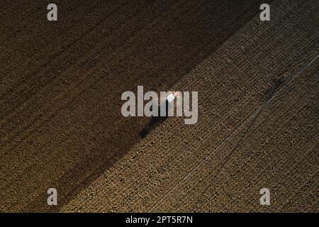 un agriculteur qui conduit un tracteur à chenilles tire un nuage de poussière derrière lui, labour, casse-croûte de surface de hersage pour faciliter la naissance et l'ensemencement o Banque D'Images