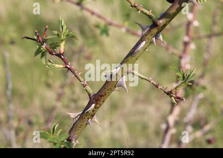 Tige de rose verte avec des épines sur fond de jardin flou Banque D'Images