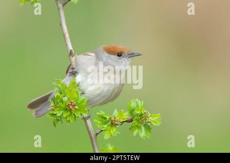 Blackcap (Sylvia atricapilla), femme, assise sur rosa canina (Rosa corymbifera), animaux, oiseaux, oiseaux migrateurs, oiseaux chanteurs, Siegerland, Nord Banque D'Images