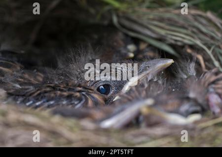 Jeunes oiseaux noirs (Turdus merula) dans le nid, Basse-Saxe, Allemagne Banque D'Images