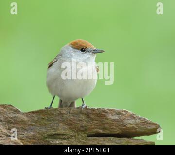 Blackcap (Sylvia atricapilla), femme assise sur pierre, oiseaux chanteurs, animaux, oiseaux, oiseaux migrateurs, Siegerland, Rhénanie-du-Nord-Westphalie, Allemagne Banque D'Images