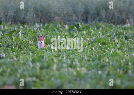 Renard roux (Vulpes vulpes) jeune animal cub debout dans une culture de betterave à sucre, Suffolk, Angleterre, Royaume-Uni Banque D'Images