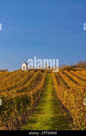 Vignoble et calvaire près de Hnanice, région de Znojmo, Moravie du Sud, République tchèque Banque D'Images