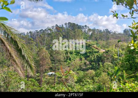 Forêt de montagne, parc national de Guanayara, paysage tropical, palmiers, Cuba Banque D'Images