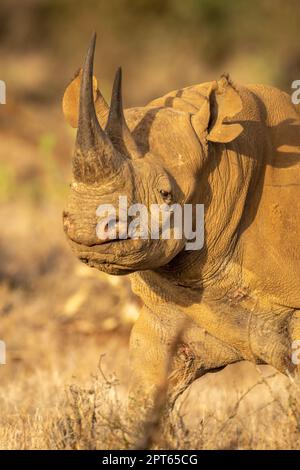 Gros plan de la marche de rhinocéros noirs avec lumière de chat Banque D'Images