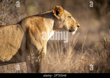 Gros plan de la lioness debout dans de l'herbe haute Banque D'Images