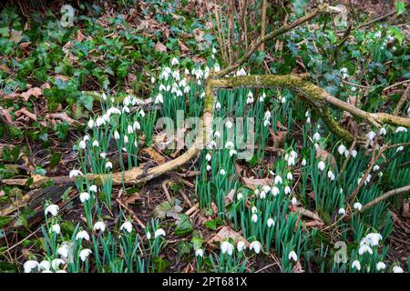 Chutes de neige au début du printemps, à Wensleydale, dans le North Yorkshire. Les chutes de neige se développent dans les bois en février. Banque D'Images