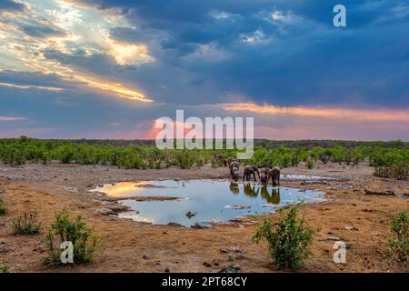 Éléphants d'Afrique (Loxodonta africana), trou d'eau de Moringa, Camp Halali, Parc national d'Etosha, Namibie Banque D'Images
