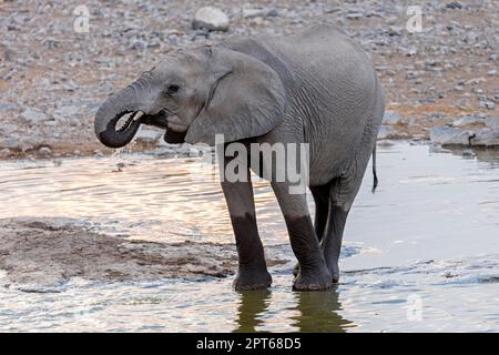 Éléphant d'Afrique (Loxodonta africana), trou d'eau de Moringa, Camp Halali, Parc national d'Etosha, Namibie Banque D'Images