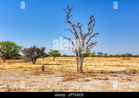 Arbre séché, Parc national d'Etosha, Namibie Banque D'Images