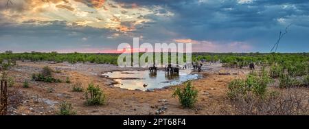 Éléphants d'Afrique (Loxodonta africana), trou d'eau de Moringa, Camp Halali, Parc national d'Etosha, Namibie Banque D'Images