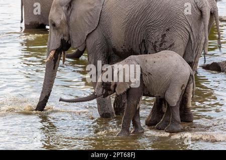 Éléphants d'Afrique (Loxodonta africana), trou d'eau de Moringa, Camp Halali, Parc national d'Etosha, Namibie Banque D'Images