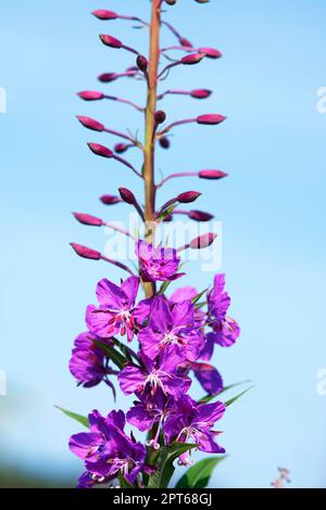 Herbacée à feuilles étroites (Chamaenerion angustifolium), Katmai, Alaska, États-Unis Banque D'Images