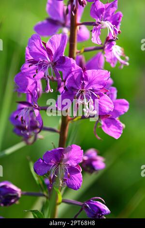 Herbacée à feuilles étroites (Chamaenerion angustifolium), Katmai, Alaska, États-Unis Banque D'Images