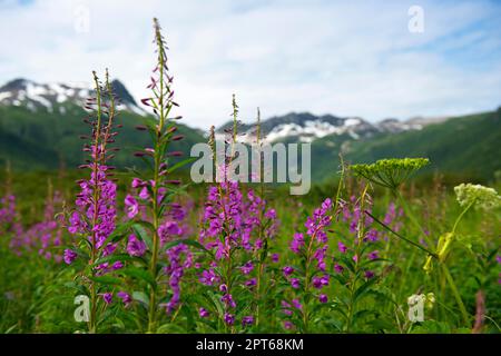 Herbacée à feuilles étroites (Chamaenerion angustifolium), Katmai, Alaska, États-Unis Banque D'Images