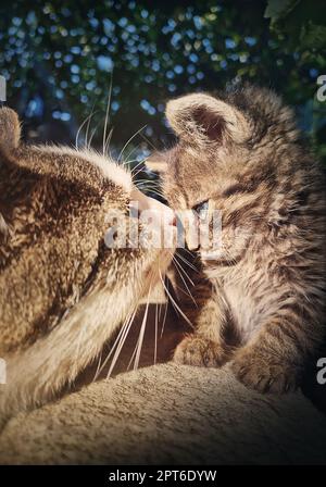 L'adulte tomcat rencontre un petit chaton de bébé, faisant connaissance comme regarde dans les yeux l'un l'autre. Portraits de chats mignons Banque D'Images