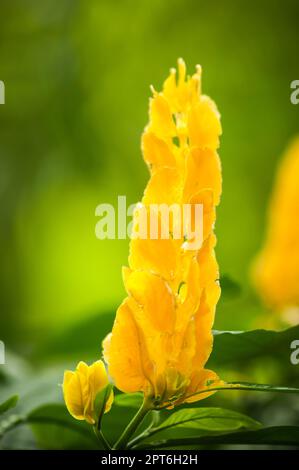 Vue rapprochée d'une seule fleur de pachystachys lutea sur un fond naturel vert flou. Banque D'Images