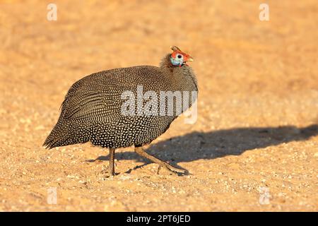 Un guineafhid d'alerte (Numida meleagris), Afrique du Sud Banque D'Images