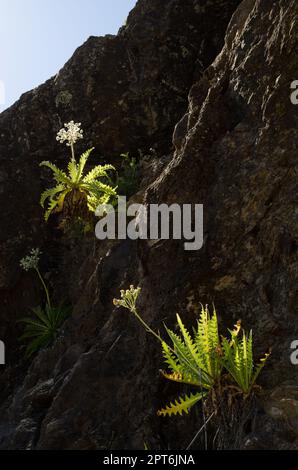 Spécimens de Sonchus acaulis poussant sur une falaise. Réserve naturelle intégrale de l'Inagua. Grande Canarie. Îles Canaries. Espagne. Banque D'Images