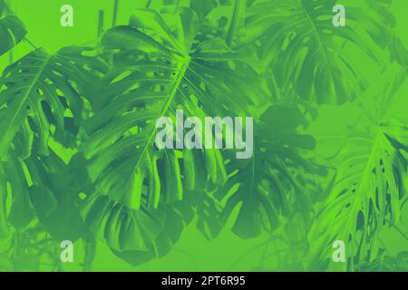 Fond de feuilles vert jungle tropicale, feuille de Monstera deliciosa sur mur avec vert néon, nature florale motif de plantes de forêt concept arrière-plan Banque D'Images