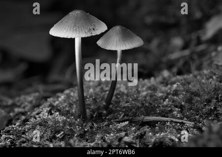 Deux petits champignons en filigrane photographiés en noir et blanc, sur des mousses à la lumière dans la forêt. Sol forestier. Photo macro de la nature Banque D'Images