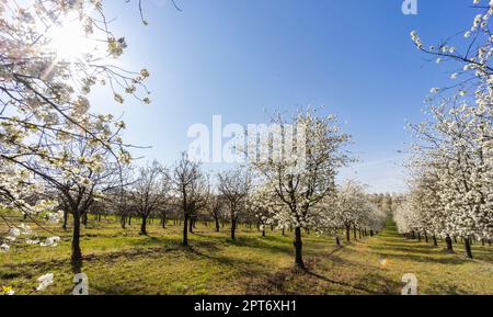 Verger à fleurs près de Cejkovice, Moravie du Sud, République tchèque Banque D'Images