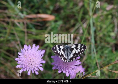 Schachbrett oder Damenbrett (Melanargia galathea) auf Acker-Witwenblume (Knautia arvensis, Syn. Scabiosa arvensis), Naturschutzgebiet Kuttenberg, Nord Banque D'Images