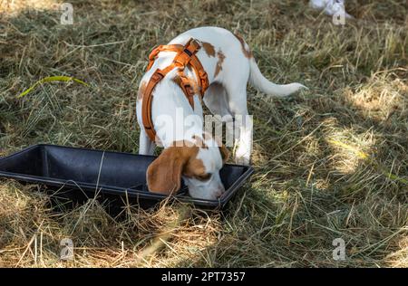 chien mignon beagle chiot recherche Banque D'Images