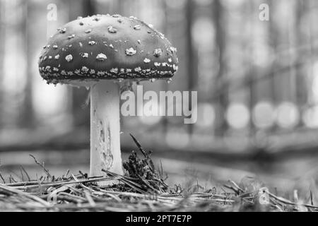 Tabouret noir blanc au fond d'une forêt de conifères dans les bois. Champignon toxique. Capuchon rouge avec points blancs. Gros plan sur la nature Banque D'Images