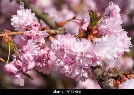 Kiku-Shidare-Sakura (Prunus serrulata) Banque D'Images