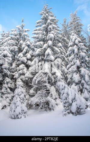 Paysage d'hiver d'une forêt dans le parc national de Kalkpen, Reichraming, haute-Autriche Banque D'Images