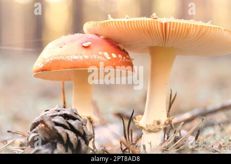 Tabouret, flou et rêveur, dans l'herbe de la forêt. Champignon toxique. Chapeau rouge avec taches blanches. Gros plan de la nature en forêt Banque D'Images