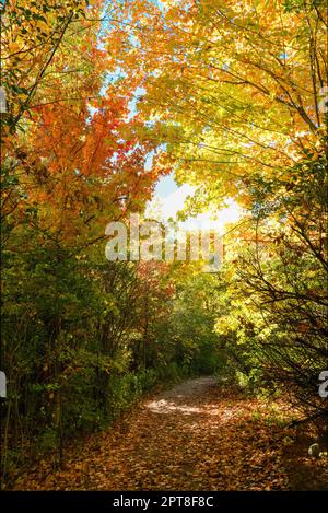 Octobre peint les forêts avec des couleurs magiques et couvre les chemins avec le feuillage doré. Banque D'Images