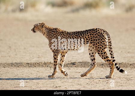 Un guépard (Acinonyx jubatus) qui perce dans son habitat naturel, désert de Kalahari, Afrique du Sud Banque D'Images