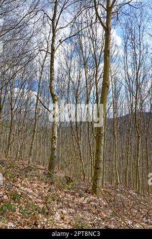 Forêt de bouleau argenté Banque D'Images