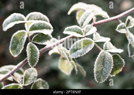 Premier gel d'automne. Branche partiellement floue de rosier, recouverte de gel blanc. Gel du matin, feuilles de plantes vertes congelées. Début de l'hiver, nature Banque D'Images